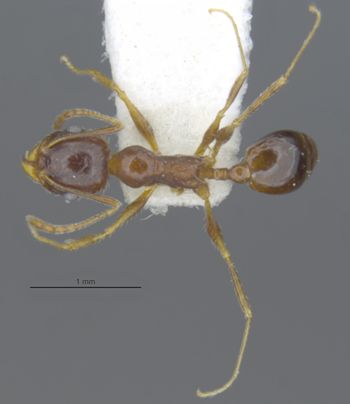 Media type: image;   Entomology 29067 Aspect: habitus dorsal view